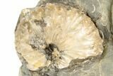 Fossil Ammonites (Discoscaphites & Jeletzkytes) - South Dakota #189319-1